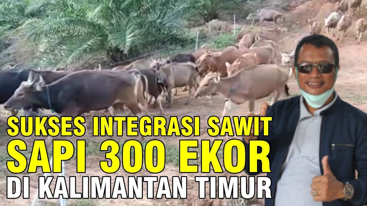 
                                 Sukses-Pelihara-Sapi-Di-Kebun-Sawit-Kalimantan-Timur